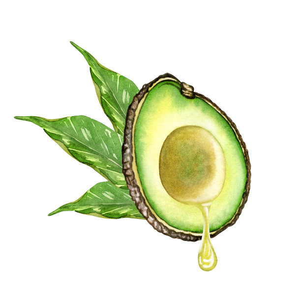 天然护肤化妆品与鳄梨精油。新鲜成熟的牛油果和牛油果油。一杯新鲜果汁。水彩手绘孤立在白色背景上现实孤立。用于包装设计、菜单、毛巾面料。图片下载