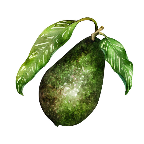 成熟的牛油果绘图。绿色鳄梨水果，健康营养的天然食品和鳄梨片水彩插图。绿色鳄梨，热带健康食品，异国健康食品。图片下载