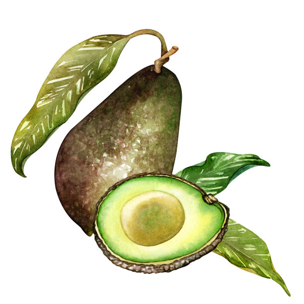 成熟的牛油果绘图。绿色鳄梨水果，健康营养的天然食品和鳄梨片水彩插图。绿色鳄梨，热带健康食品，异国健康食品。图片下载
