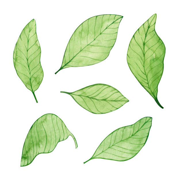 水彩设置绿色向日葵叶孤立在白色背景。图片下载