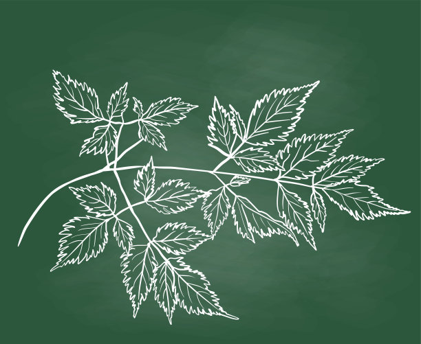 美丽的植物黑板图片下载