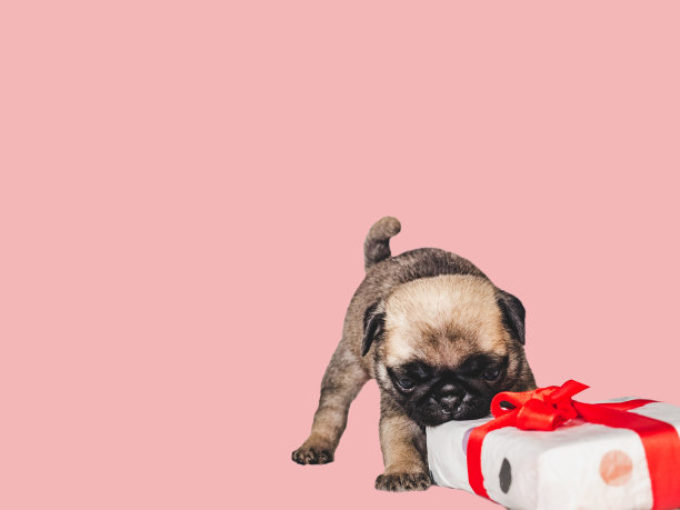 可爱、漂亮的小狗和鲜艳的礼盒图片下载