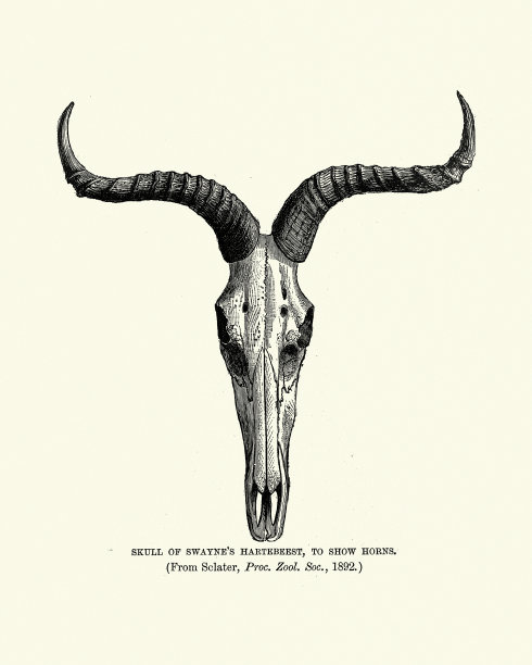 斯韦恩猎鹿鹿的头骨和角图片下载