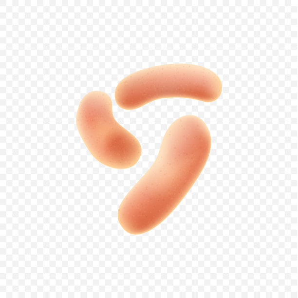 一组共生的人类细菌益生菌图片下载