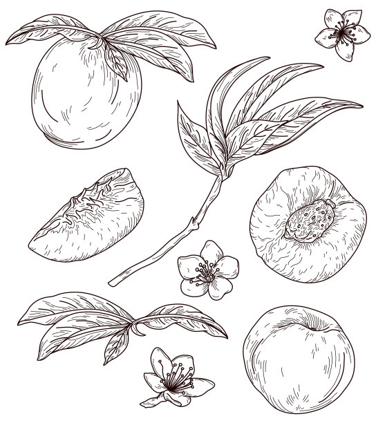 古董桃子新鲜水果线艺术品套装图片下载