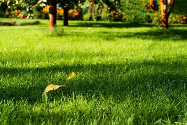 修剪的绿色后院草地树下近距离观察图片下载