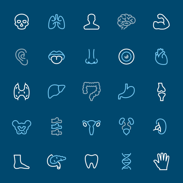 人体解剖学-彩色轮廓图标图片下载