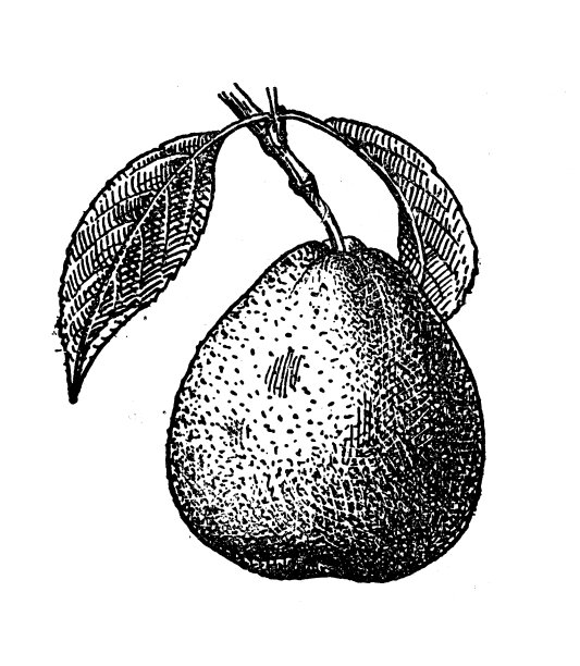 古董古法国版画插图:梨图片下载