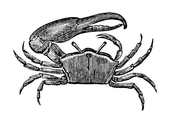 仿古海洋动物雕刻插图:大爪蟹、招潮蟹图片下载