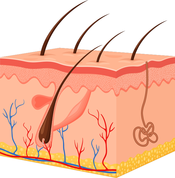 人的皮肤是有毛囊的层状表皮图片下载