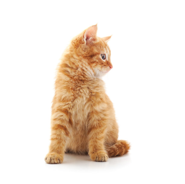 小红的小猫。图片下载