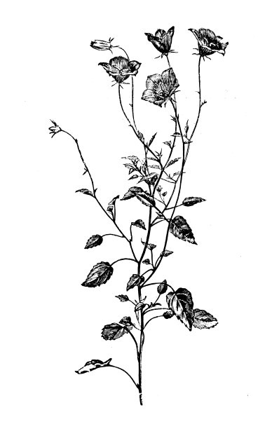 植物学植物古版画插图:风铃图片下载
