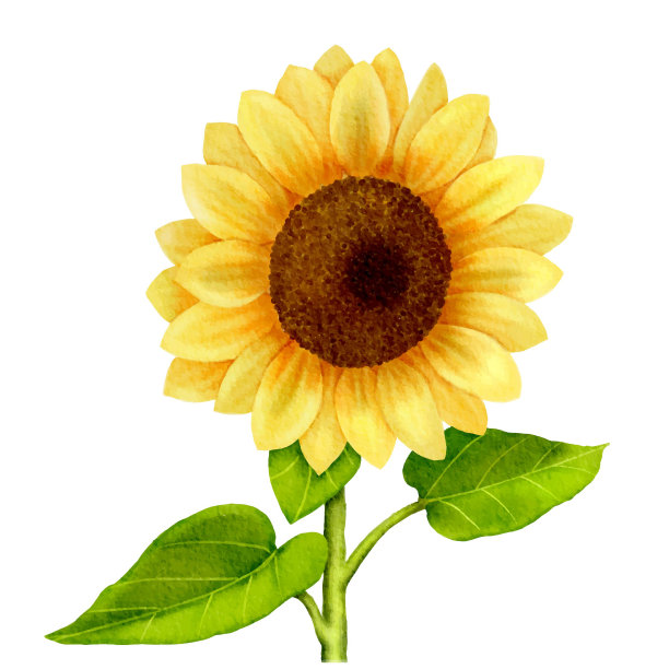 向日葵数码水彩画图片下载