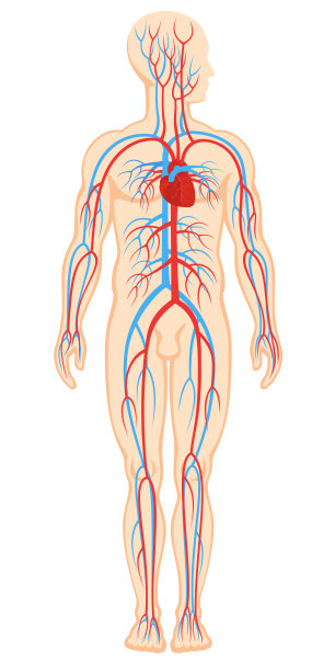 人体的循环系统图片下载
