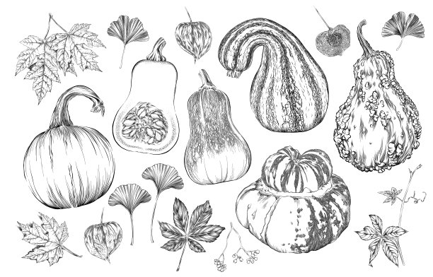 矢量墨水画的秋天南瓜，南瓜，叶子，藤蔓和更多图片下载