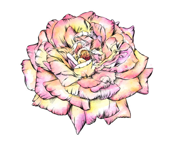 玫瑰水彩和墨水花卉画。向量EPS10插图图片下载