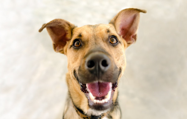 狗狗开心兴奋的笑脸图片下载