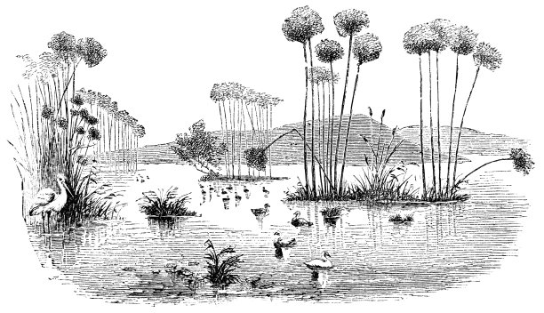 约旦河西岸巴勒斯坦的巨型卡内草 - 19世纪奥斯曼帝国图片下载