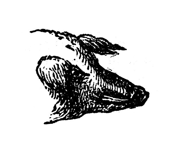 仿古雕刻插图:猪头、猪鼻子图片下载