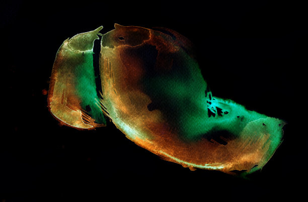 黑色帽子图片下载