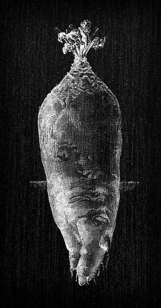 植物学蔬菜植物古董雕刻插图:长红色猛犸曼金图片下载