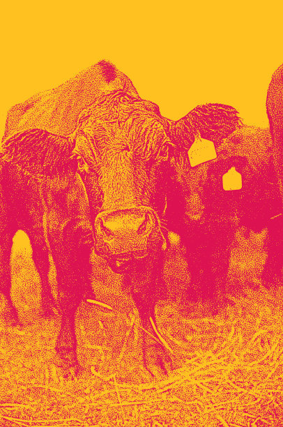 一群牛图片下载