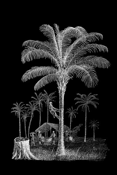 椰子树(Cocos nucifera)和几内亚Elaeis(非洲油棕榈，金刚鹦鹉脂)图片下载