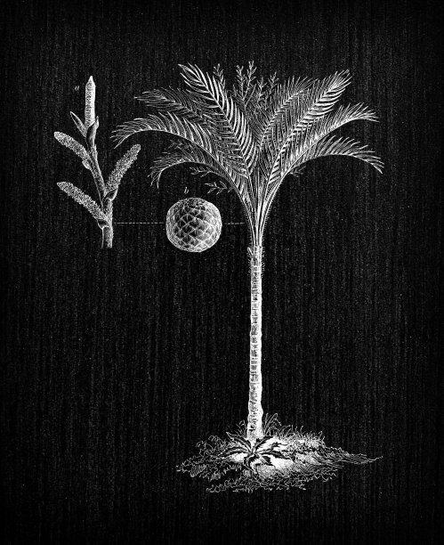 植物学植物仿古雕刻插图:麦德龙萨谷(真西米棕榈)图片下载