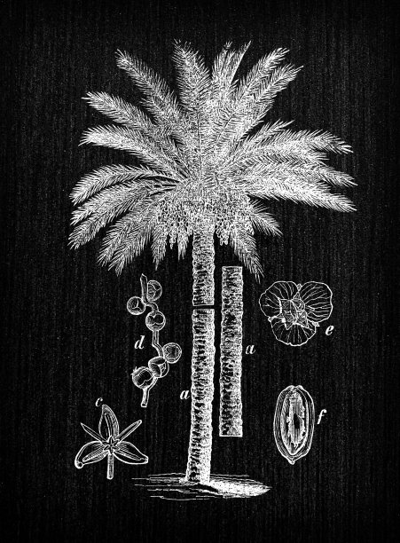 植物学植物仿古雕刻插画:凤凰dactylifera(枣树)图片下载