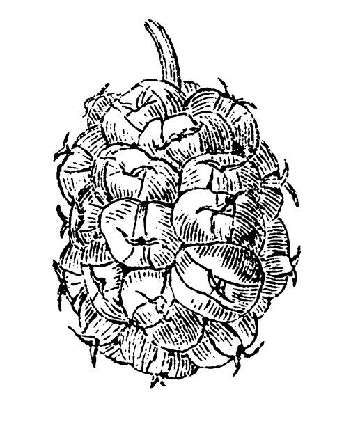 黑桑椹(黑桑椹)图片下载
