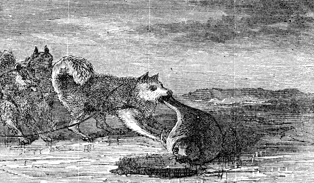 雪橇狗吃海豹肉在巴芬岛，加拿大- 19世纪图片下载