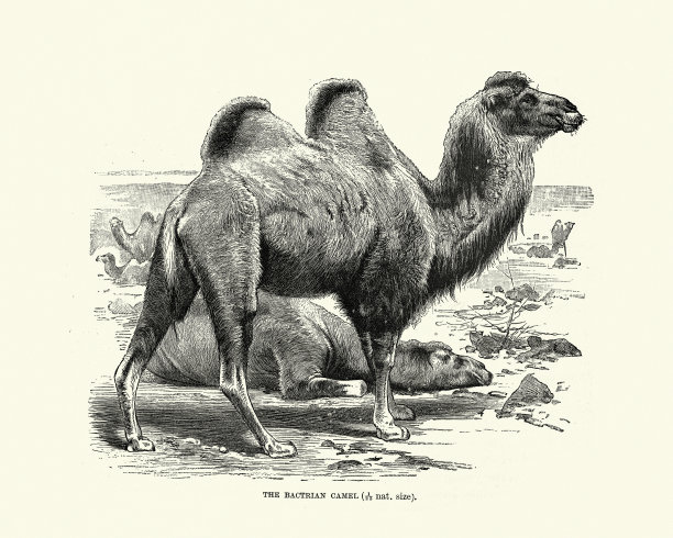 双峰驼双峰驼，原产于中亚大草原图片下载