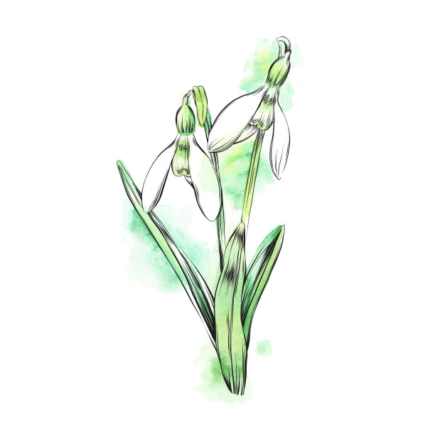 雪花莲水彩和墨水矢量插图图片下载