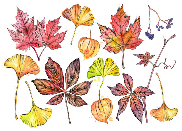秋天的树叶和浆果。矢量墨水和水彩画图片下载
