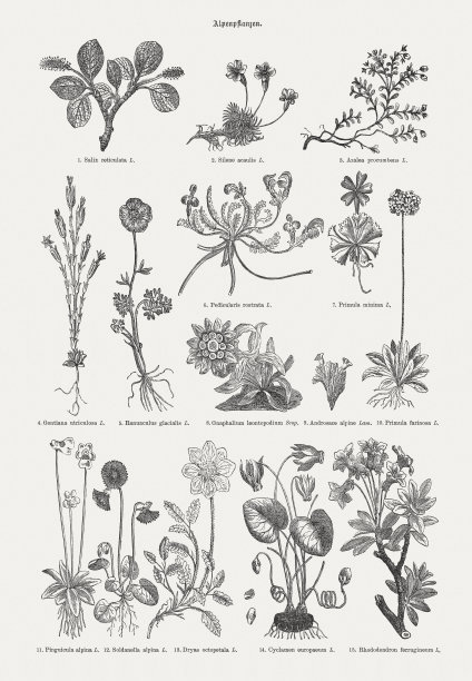 高山植物木版，1893年出版图片下载