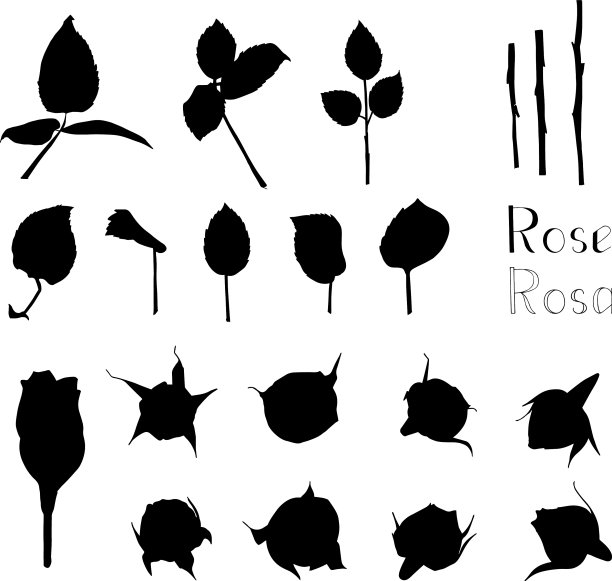 大集手绘花图片下载