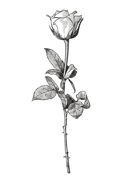 玫瑰矢量图图片下载