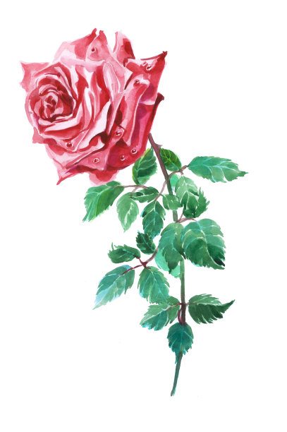 红玫瑰。白色背景上的花。传统的水彩画图片下载