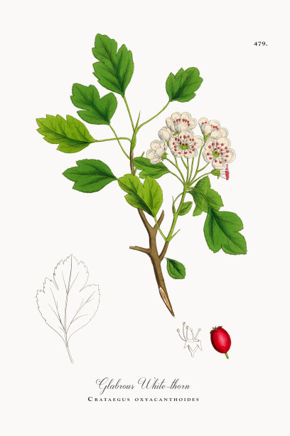 刺山楂，无毛白刺，刺山楂，维多利亚植物学插图，1863年图片下载