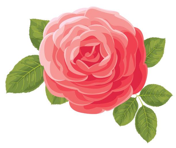 红玫瑰图片下载