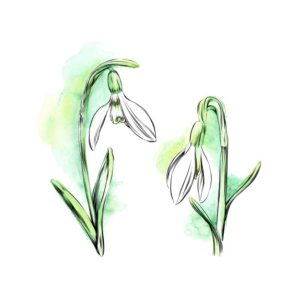 雪花莲水彩和墨水矢量插图图片下载