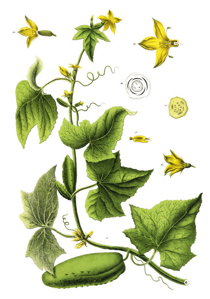 草药及药用植物图片下载