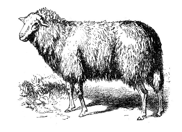 古董插图:迪什利羊图片下载