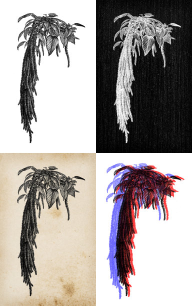 古董植物学插图:尾苋、流血苋、垂坠苋、流苏花、丝绒花、狐尾苋图片下载