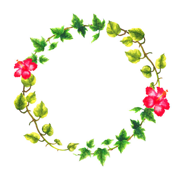 芙蓉，常青藤，野蔷薇热带花卉花叶模板框架水彩画插图设计卡背景婚礼邀请装饰艺术图案图片下载