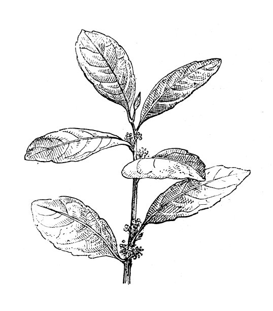古董插图：马黛茶（Ilex paraguariensis）图片下载