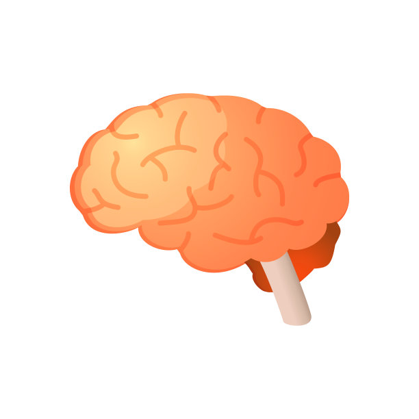 大脑。人体器官解剖-颜色矢量图例图片下载