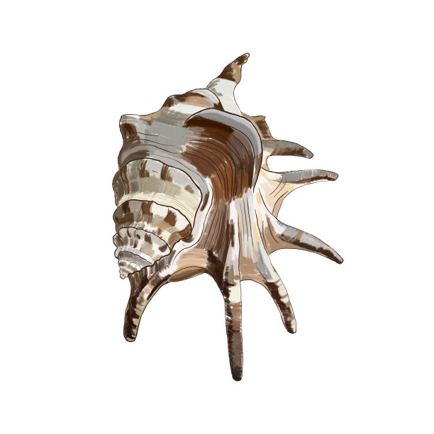 手绘海贝孤立。自然抽象图案，剪辑艺术，设计元素。热带设计元素，夏日概念。图片下载