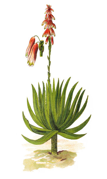 芦荟 (aloe socotrina)图片下载