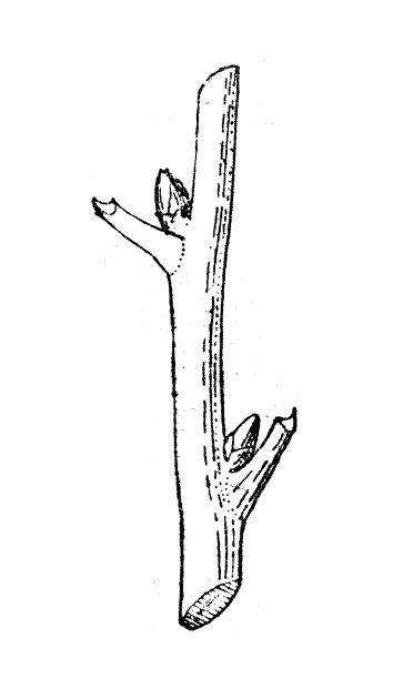 古董插图:芽图片下载